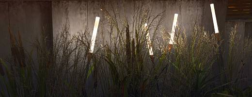 Reeds - 3